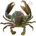crab (Oops! image not found)